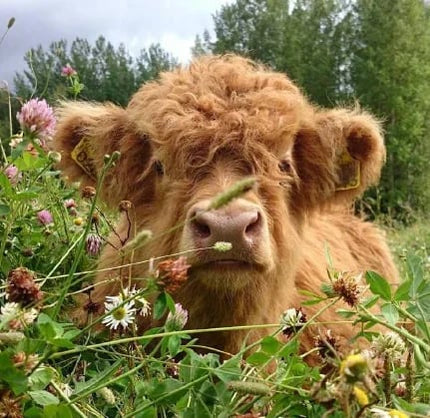 Fanyil™ Highland Cow Plush Toy - Libiyi