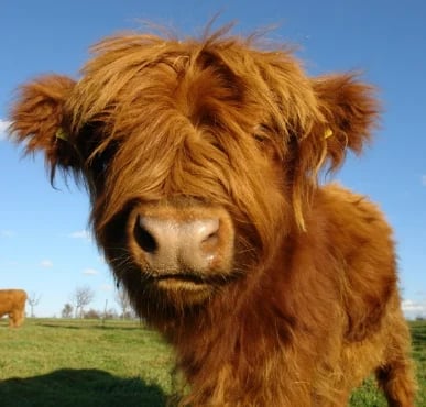 Fanyil™ Highland Cow Plush Toy - Libiyi